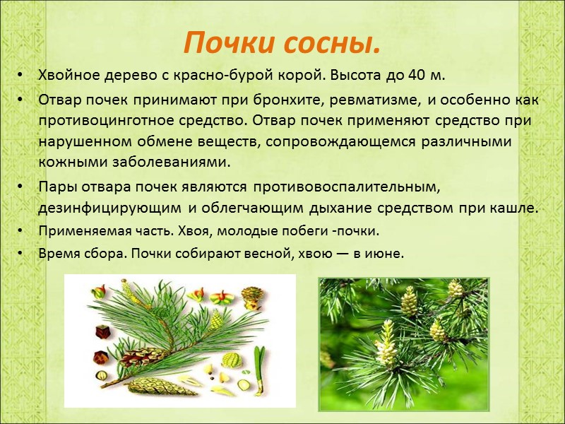 Почки сосны. Хвойное дерево с красно-бурой корой. Высота до 40 м. Отвар почек принимают